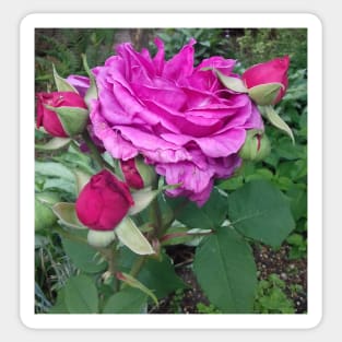 Pink roses photograph Sticker